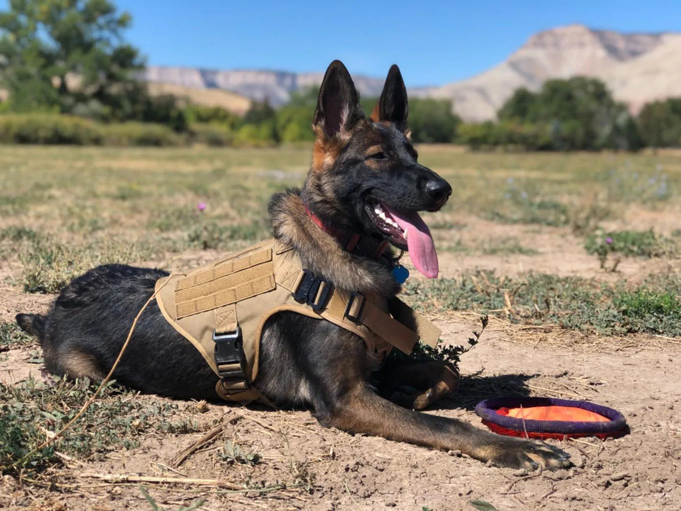 Military Large Dog Harness Collar