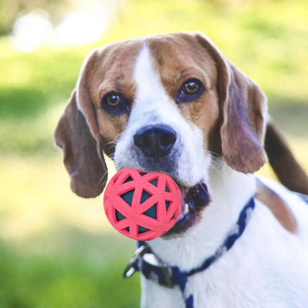 Bone Chew Toy & Treat Dispenser