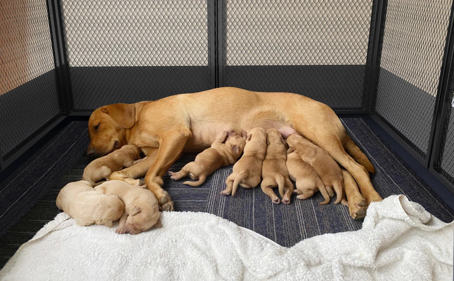 8 Panels DIY Heavy Duty Dog Playpen - outdoor