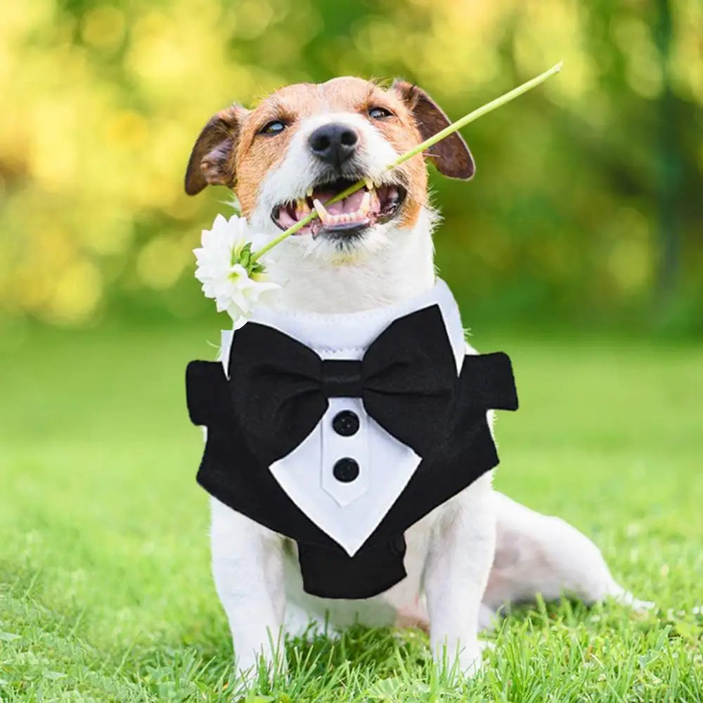 Dogs Tuxedo Wedding Party Suit