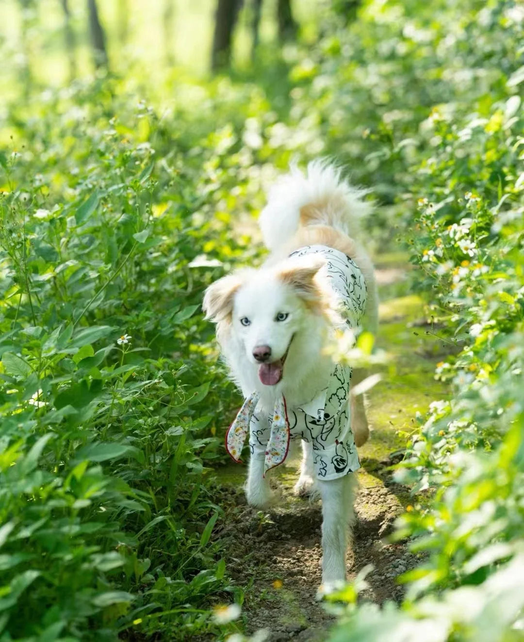 Summer Breathable Pet Shirt Dog