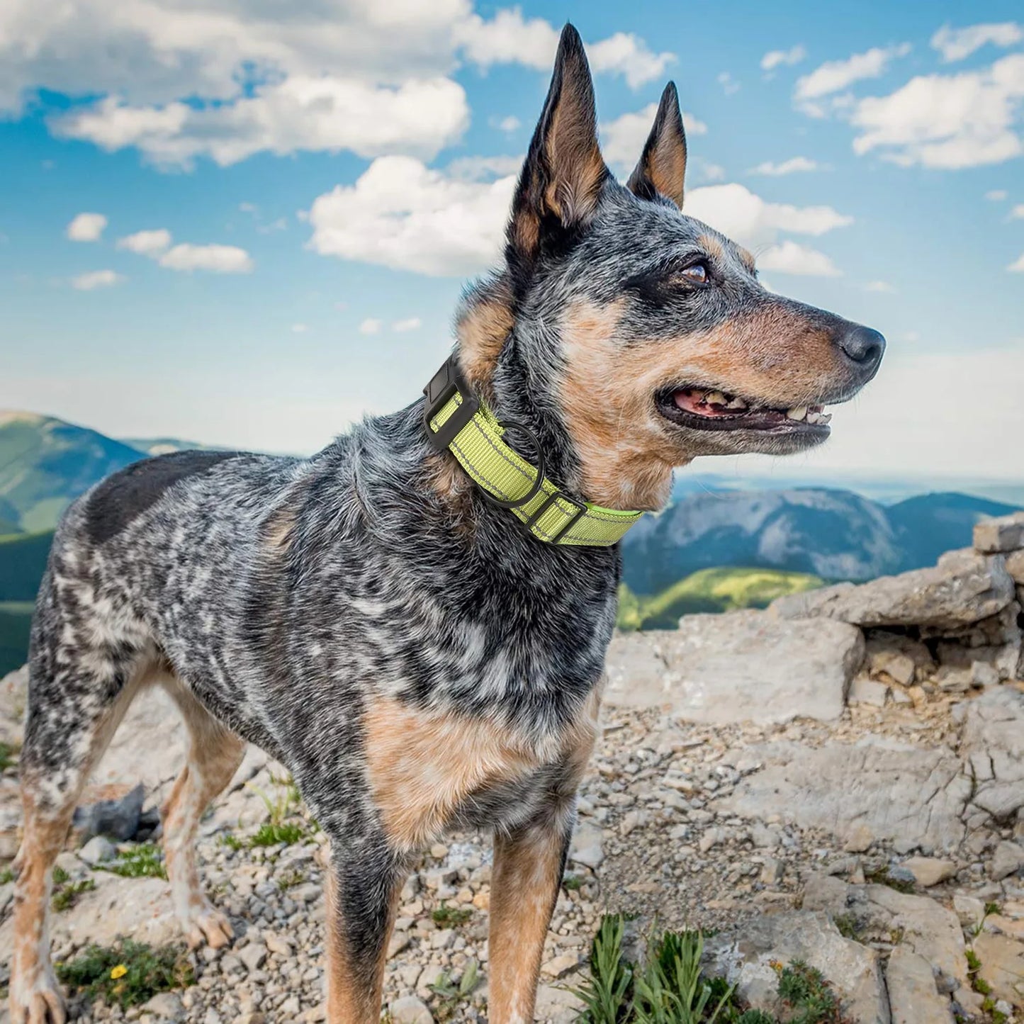 Airtag Dog Collar Tracker