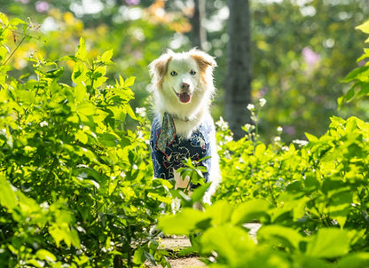 Summer Breathable Pet Shirt Dog